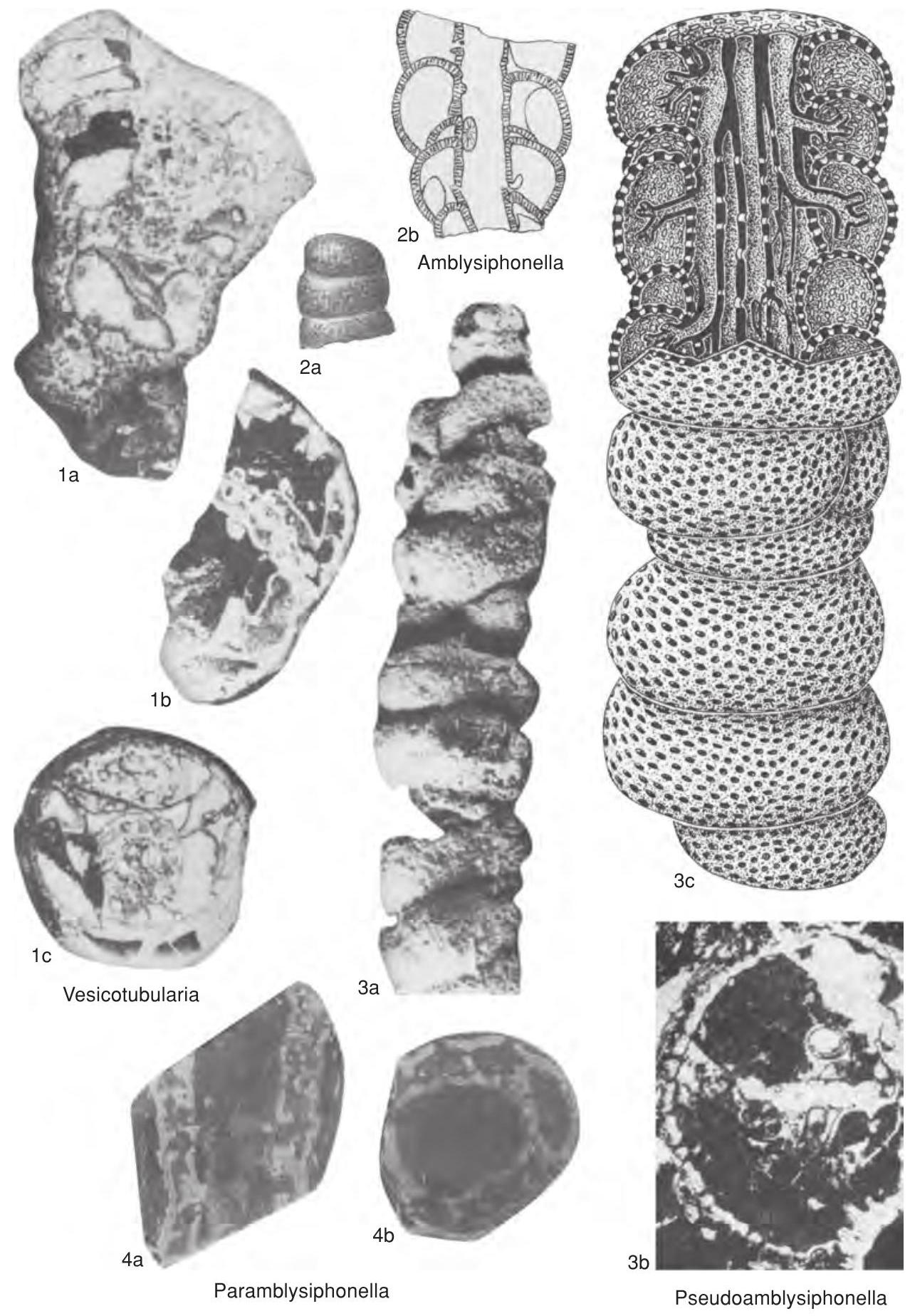 Fossil Image