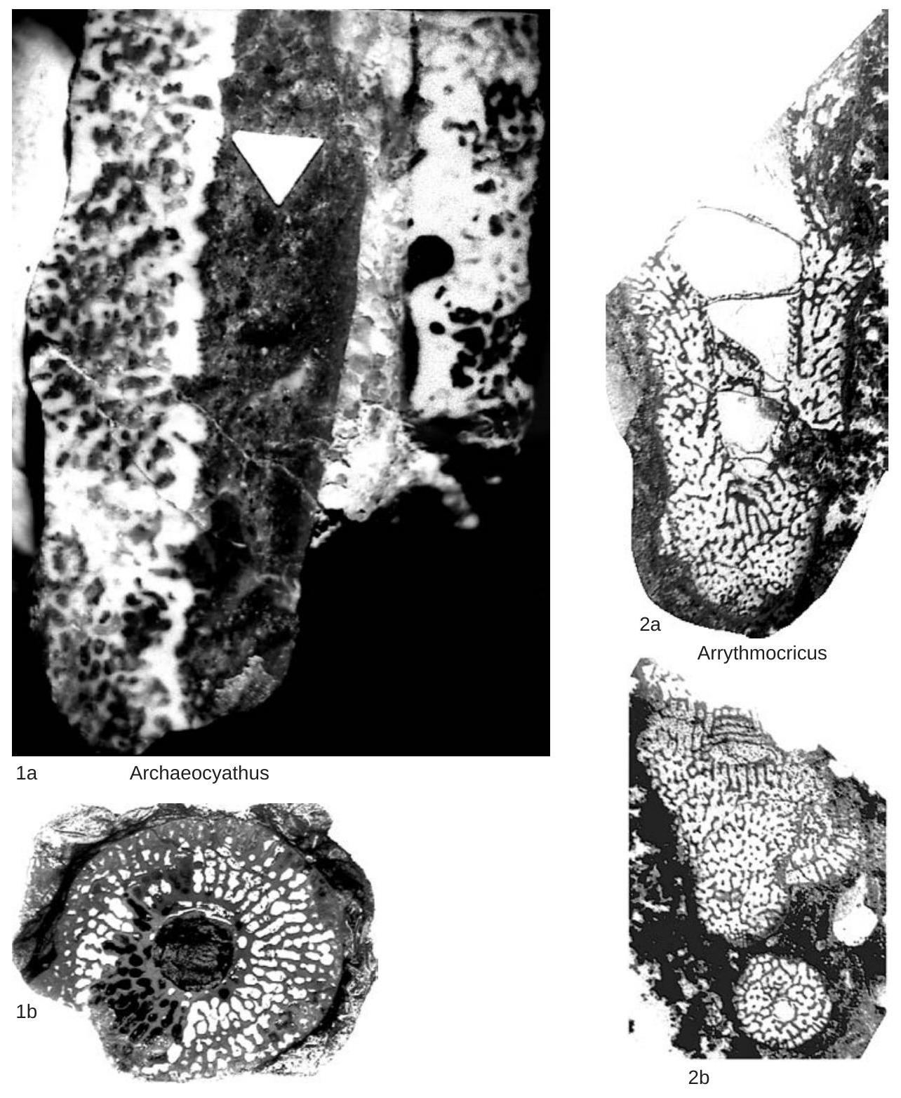 Fossil Image