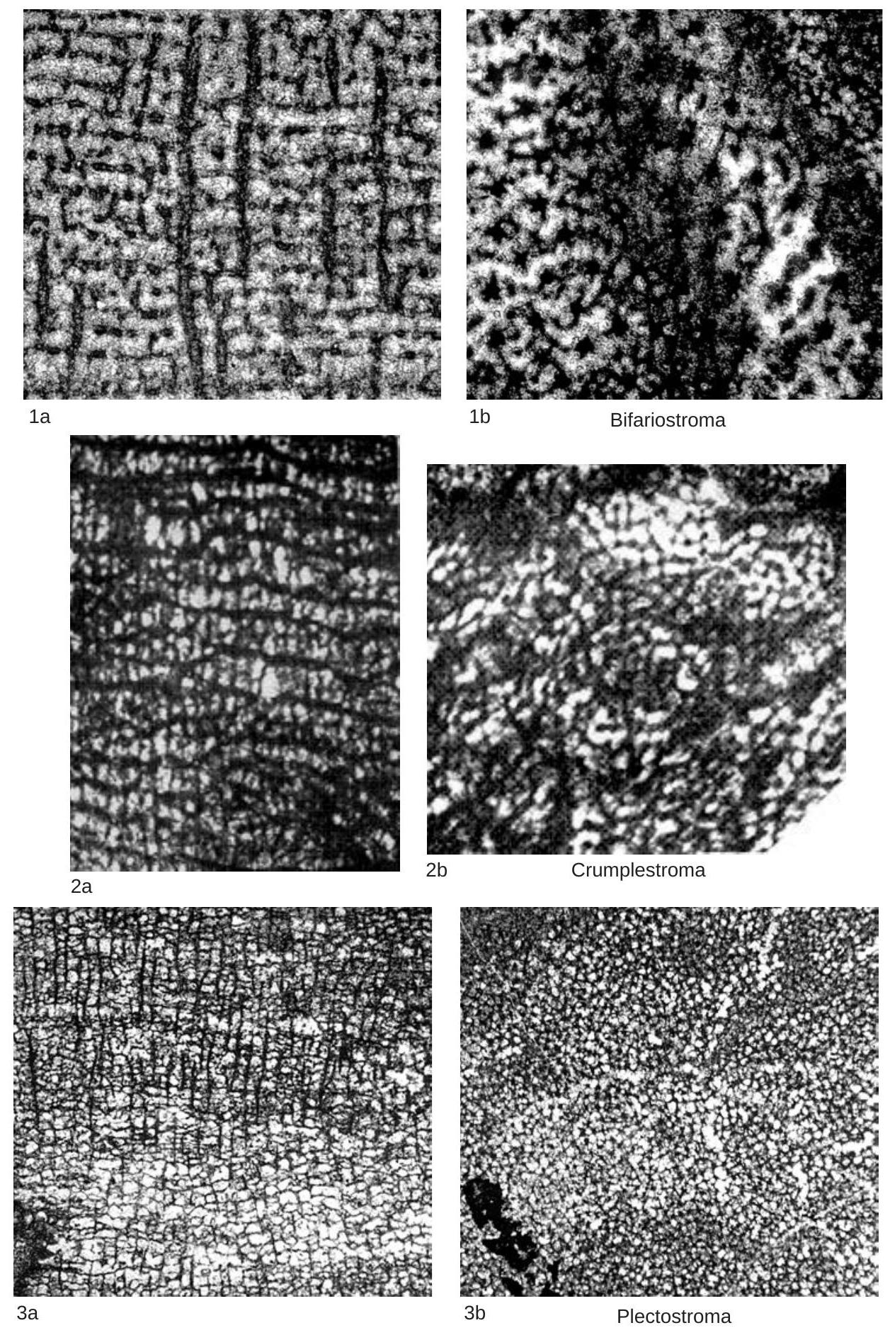 Fossil Image