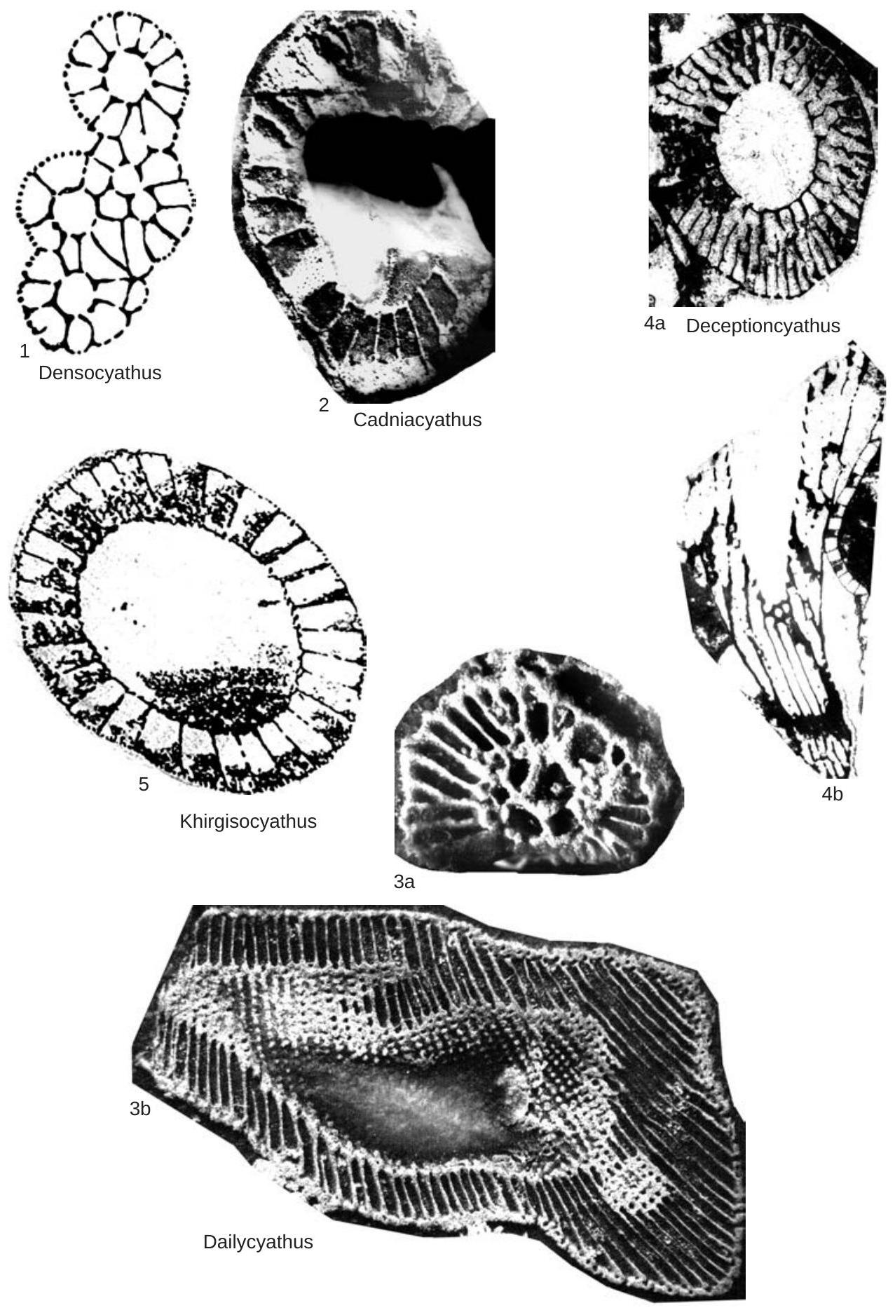Fossil Image