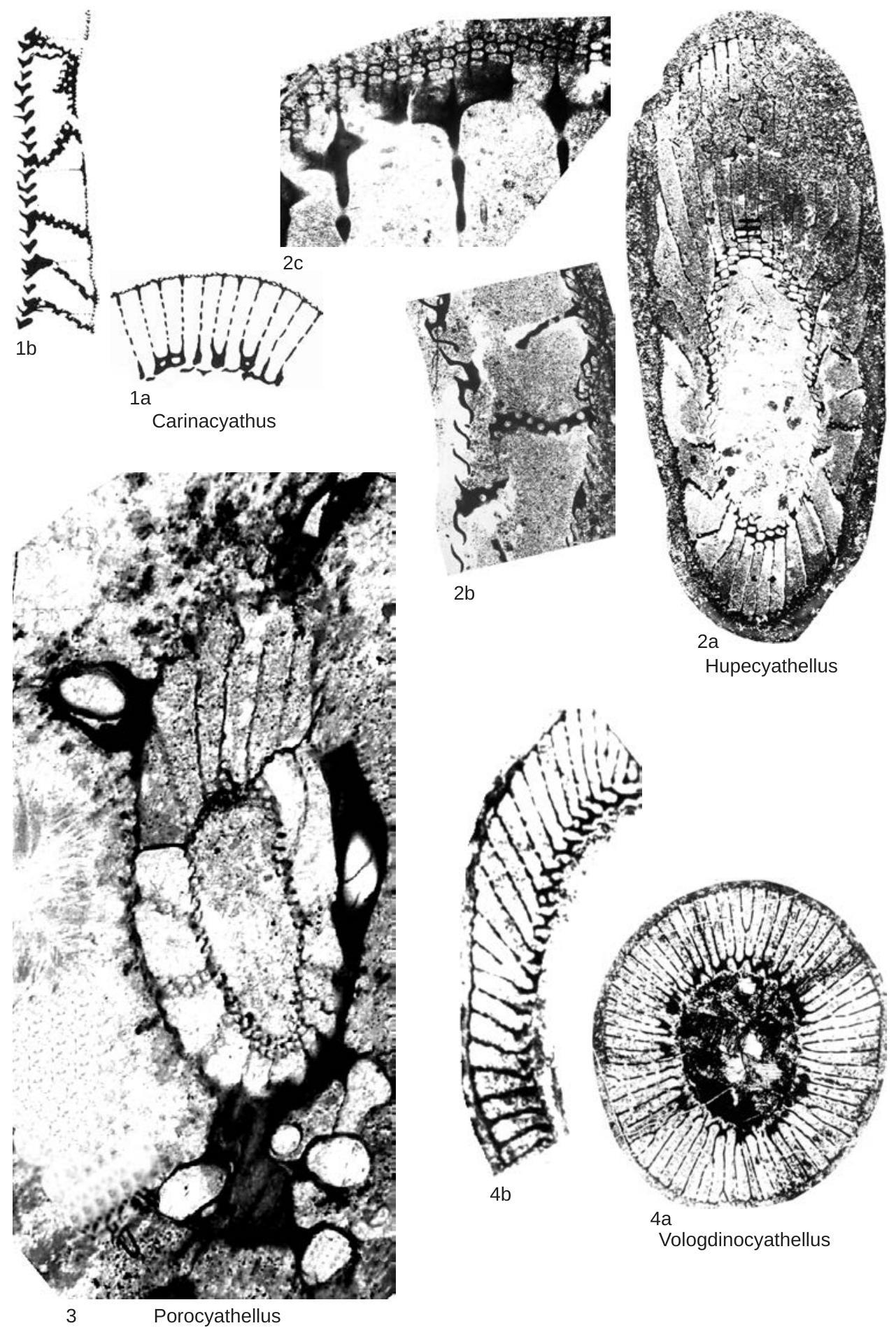 Fossil Image