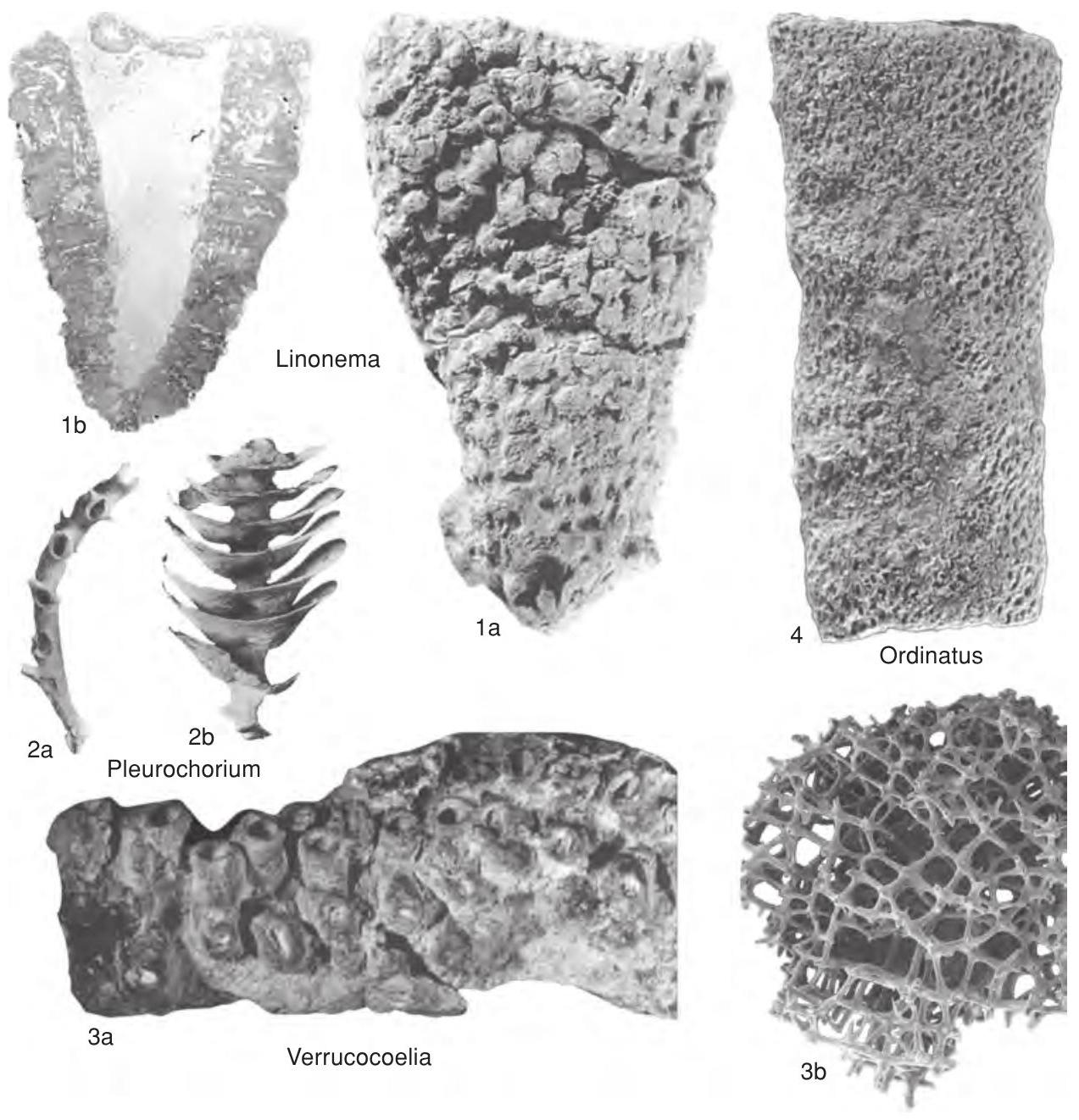 Fossil Image