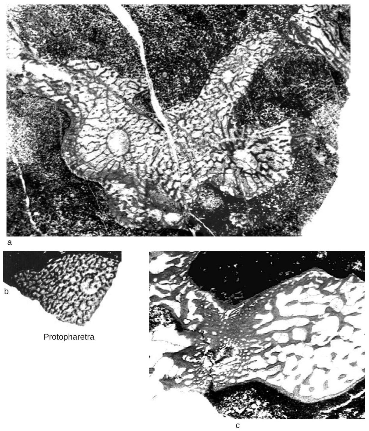 Fossil Image