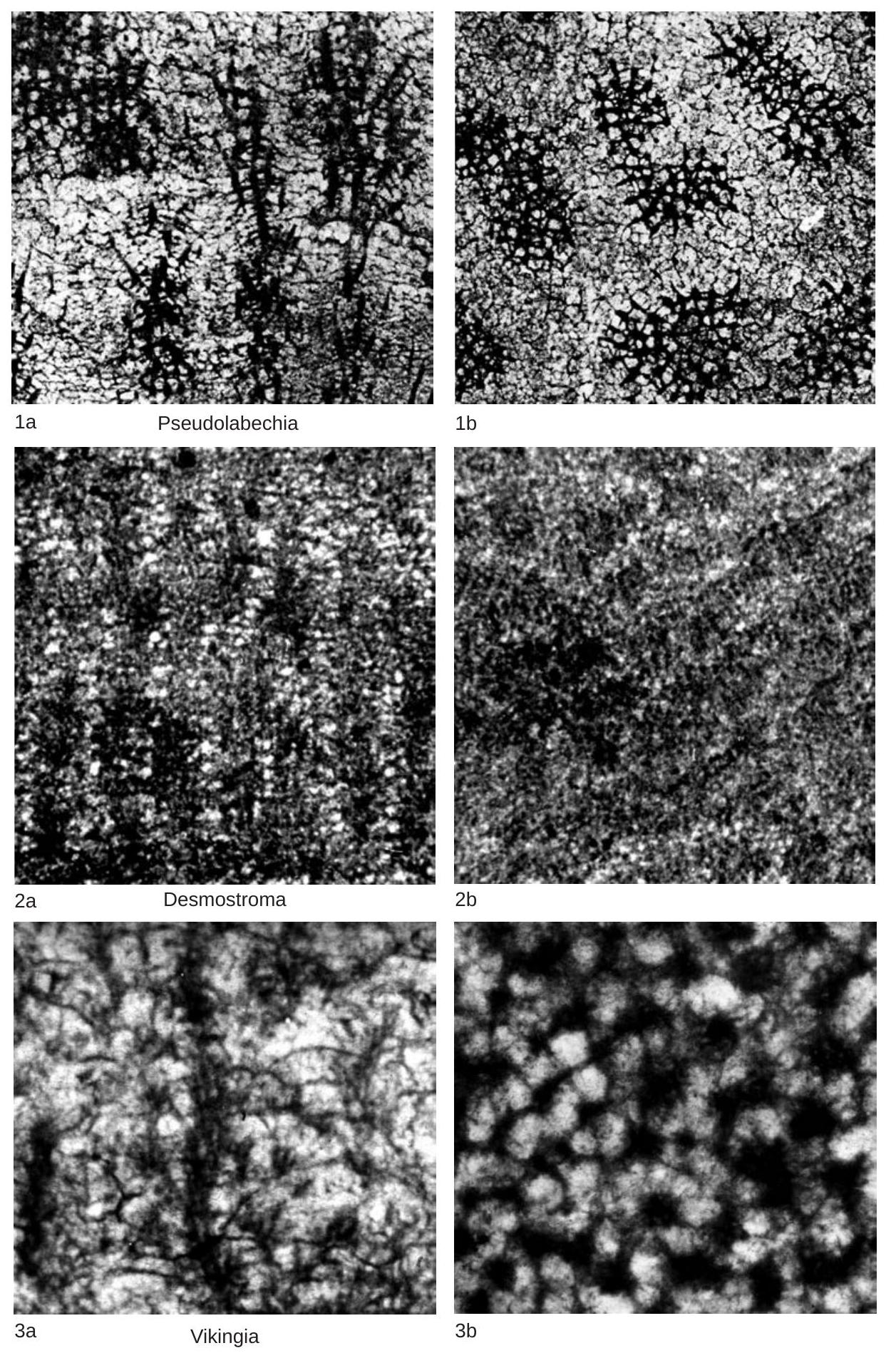 Fossil Image