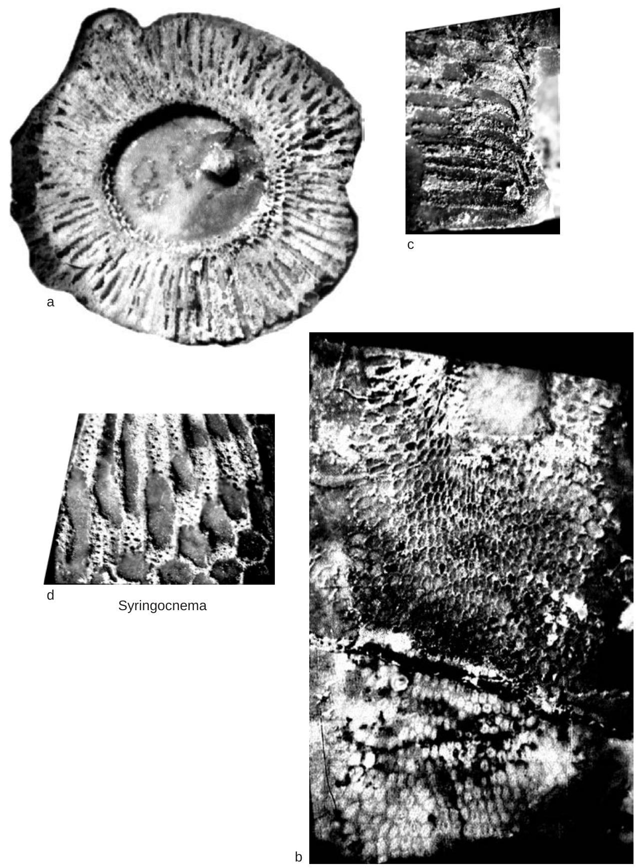 Fossil Image