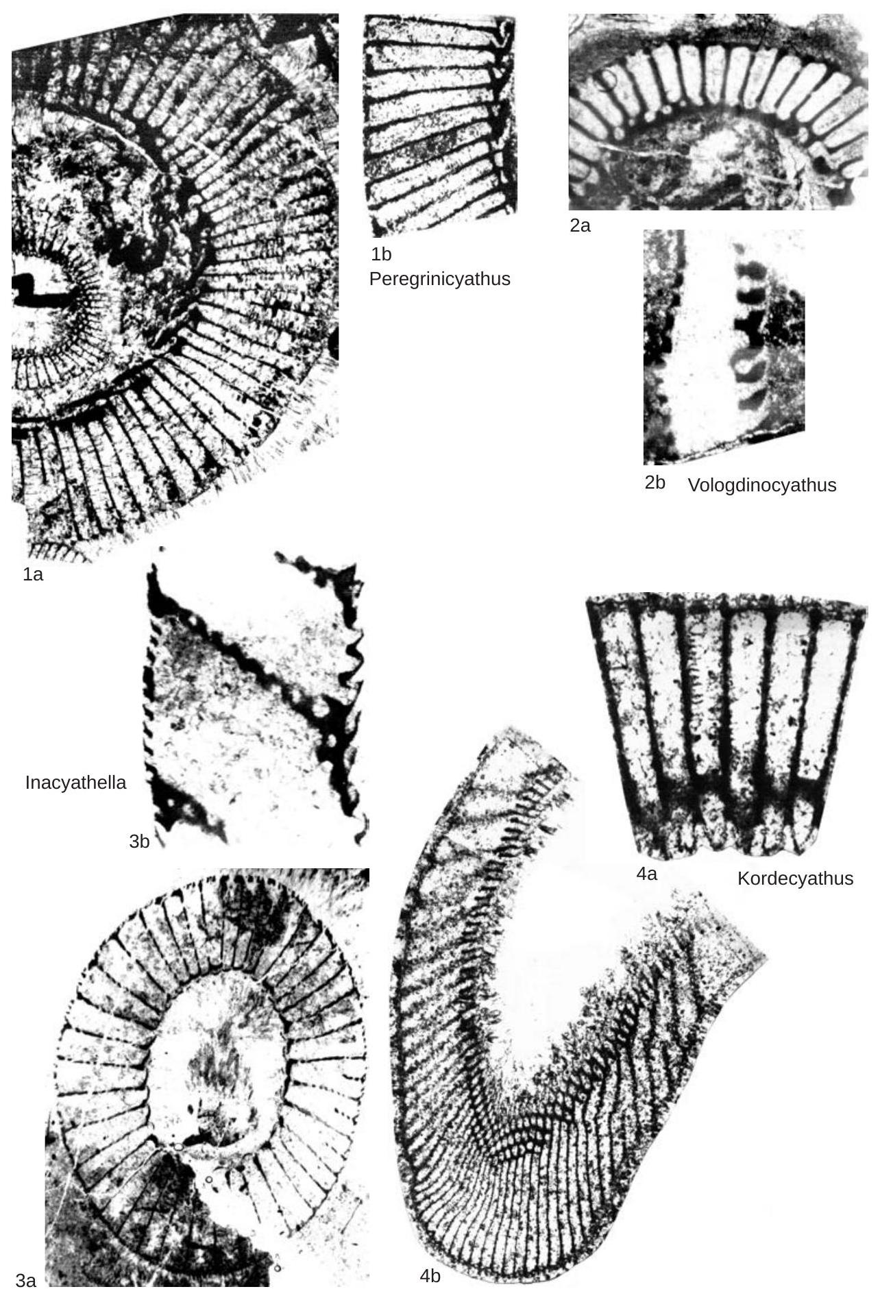 Fossil Image