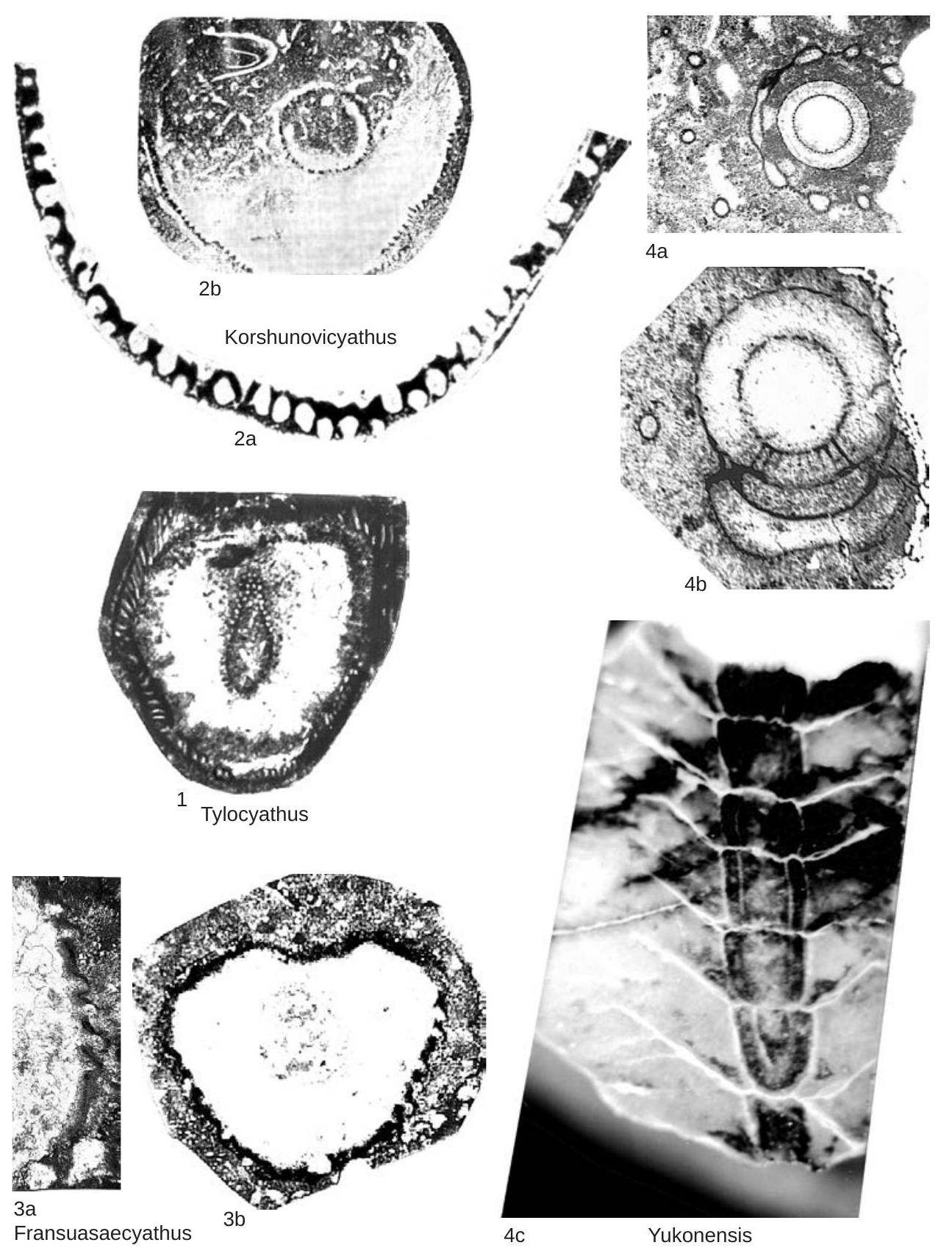 Fossil Image